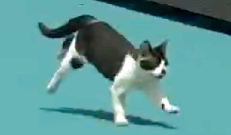 Adventurous Cat Hilariously Interrupts Miami Open Match: ‘That I Have Not Seen Before’