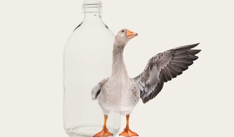 Want to Be More Focused, Productive, and Successful, Starting Today? First, Get the Goose Out of the Bottle