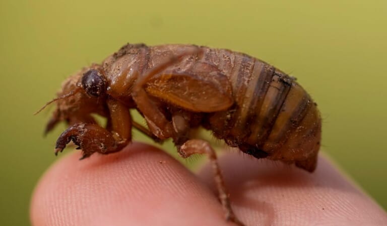 ‘Cicada-geddon’ Is The Biggest Bug Emergence In Centuries