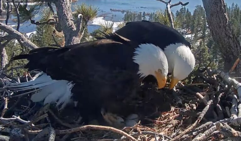 Eagle Seems To Be Trying To Convince Mate 'It's Time To Let Go' Of Nonviable Eggs