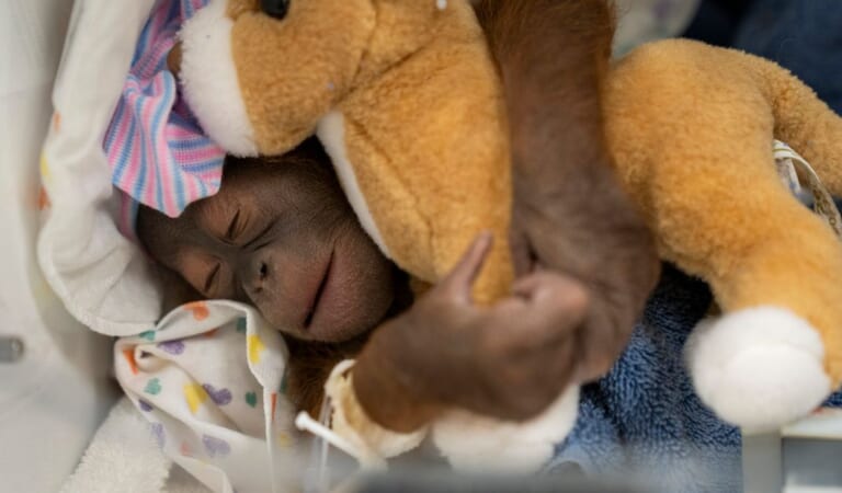 Endangered Bornean Orangutan Born At Busch Gardens In Florida